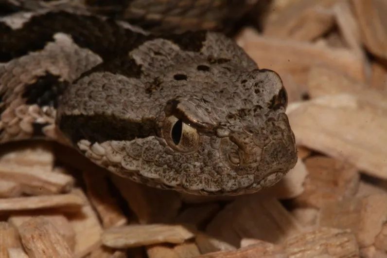 「原来欧洲有这么多种蛇？！」偷师卡塞尔的豢龙大师·下