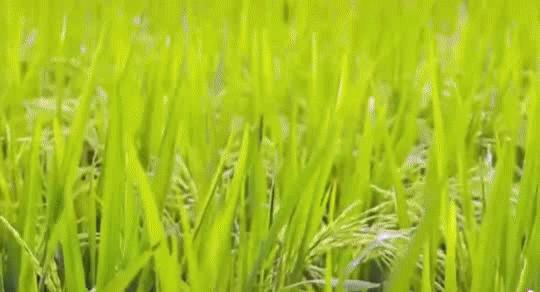 神秘毛南,中国毛南第一乡风景