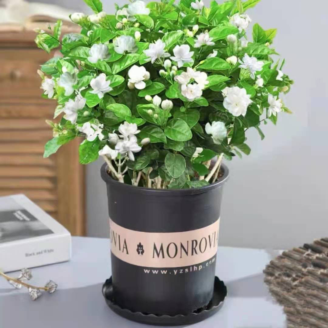 适合女生养的4种花,十大最适合女性养的花