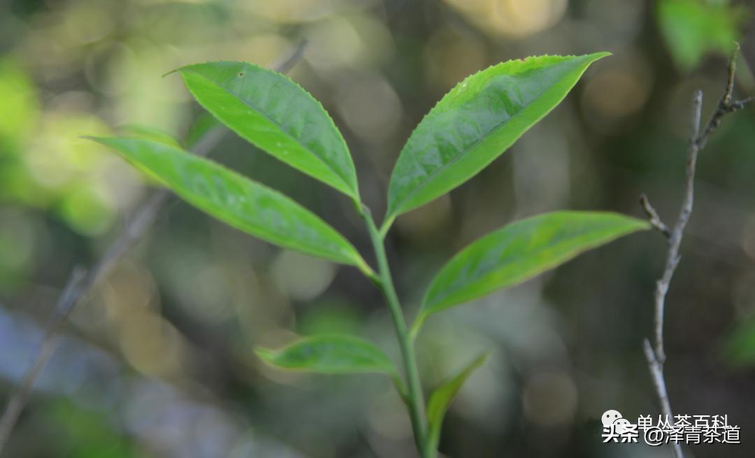 了解一下凤凰单丛,了解凤凰单丛