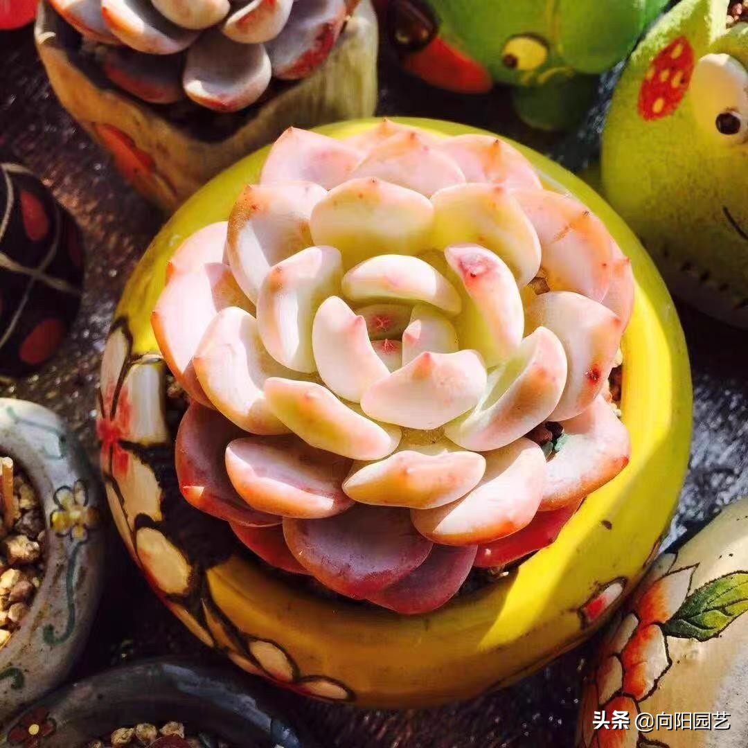 高锰酸钾能杀虫吗,高锰酸钾能杀有害菌吗