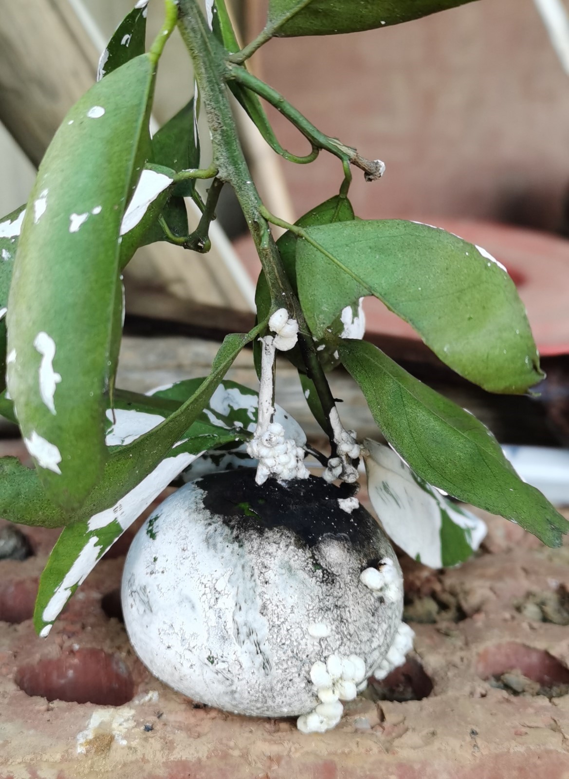 柑橘烟煤病害图片,柑橘煤烟病的防治最新视频