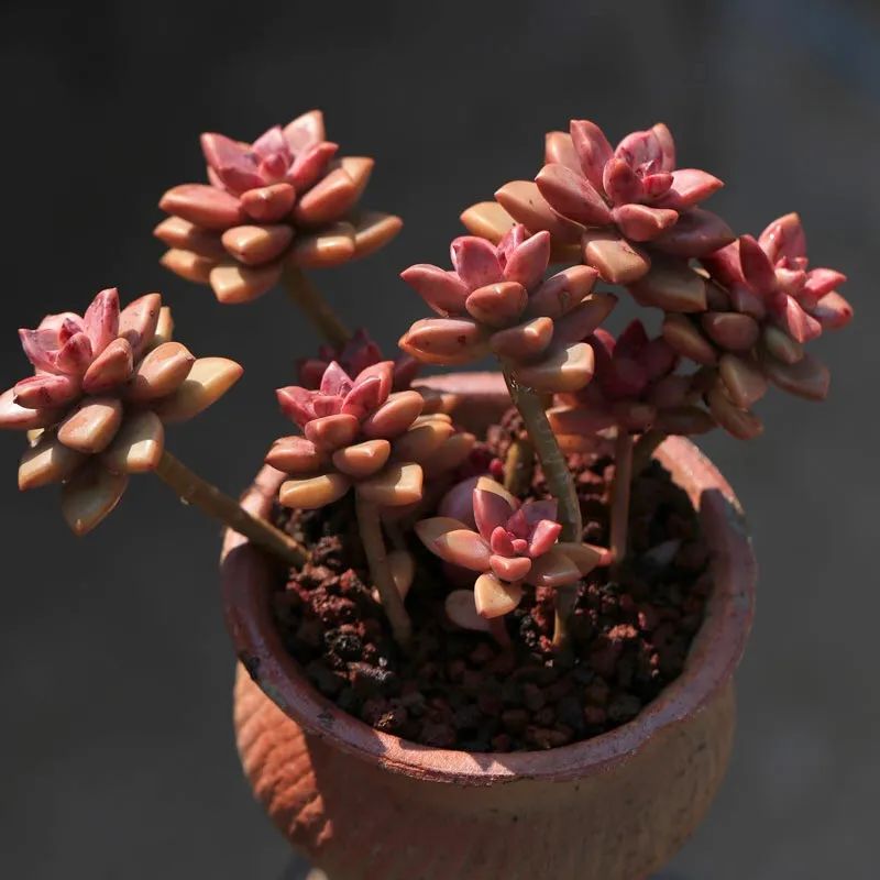 多肉紫珍珠叶片干瘪怎么回事,多肉叶片干瘪不饱满