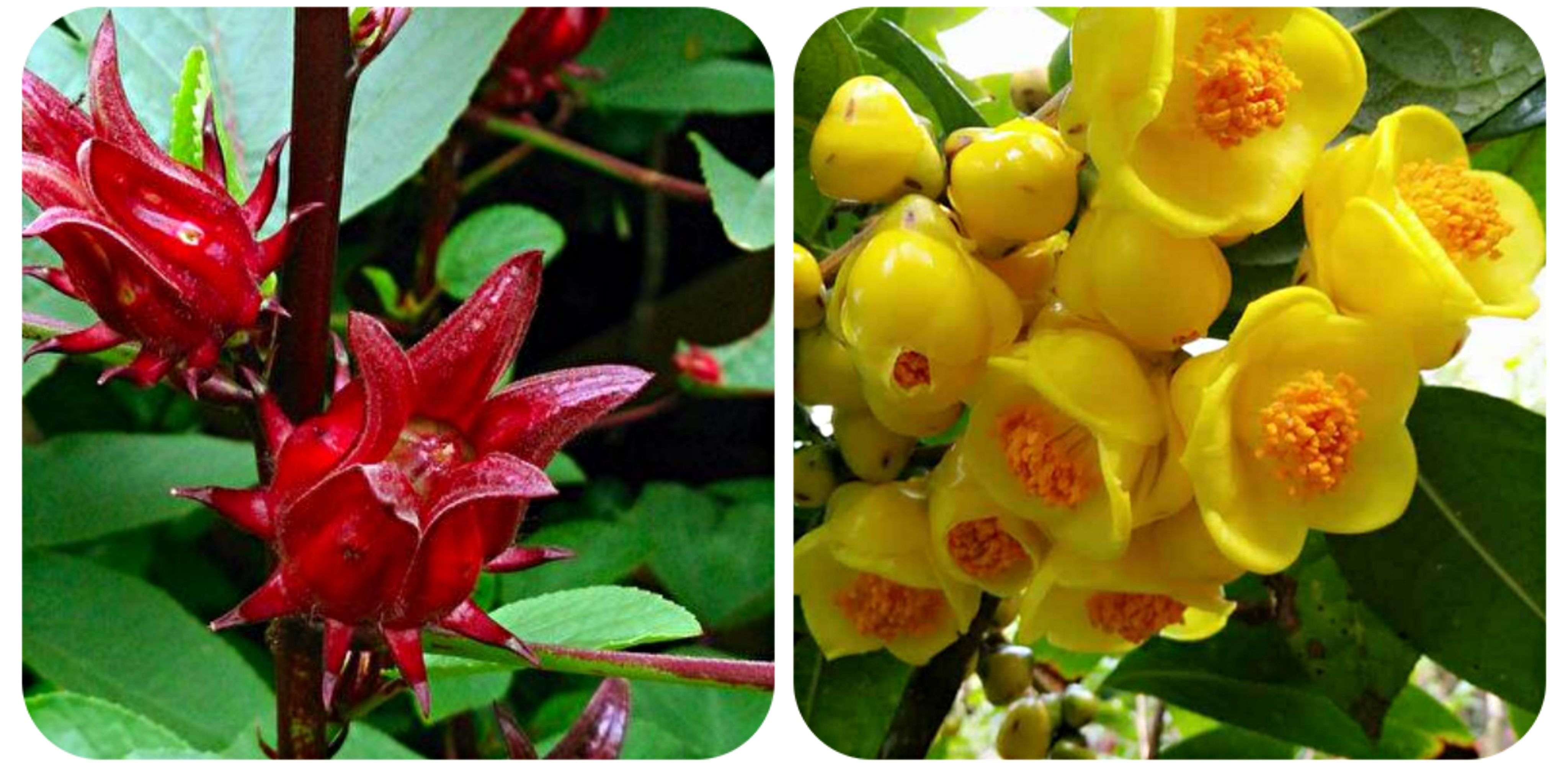 100种野菜大全图解,认识100种野菜视频大全完整版