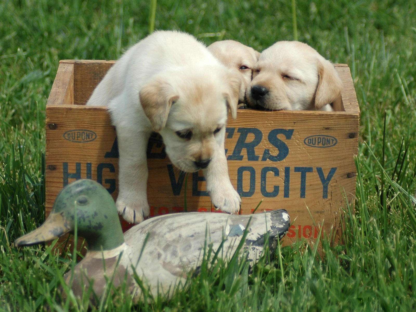 路上通常捡到的小奶狗是哪种狗,遇到这几种狗千万要抱回家