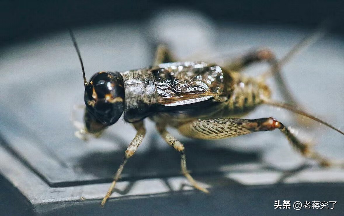 如何正确斗蟋蟀,蟋蟀怎样才会打斗