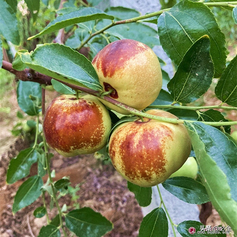 苗木市场整体的发展趋势,苗木市场发展动向