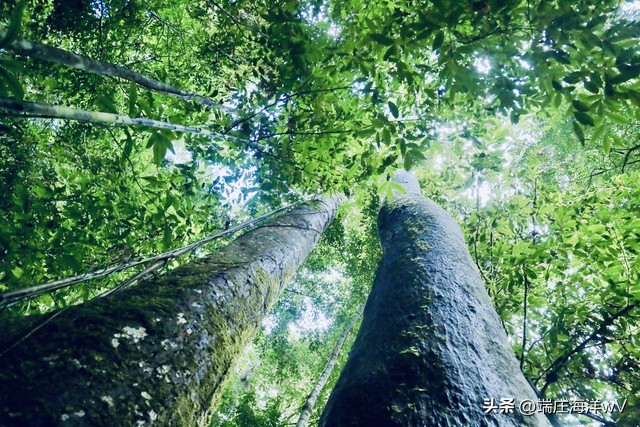 到云南昆明旅游必去的景点有哪些,云南香格里拉旅游攻略必去景点