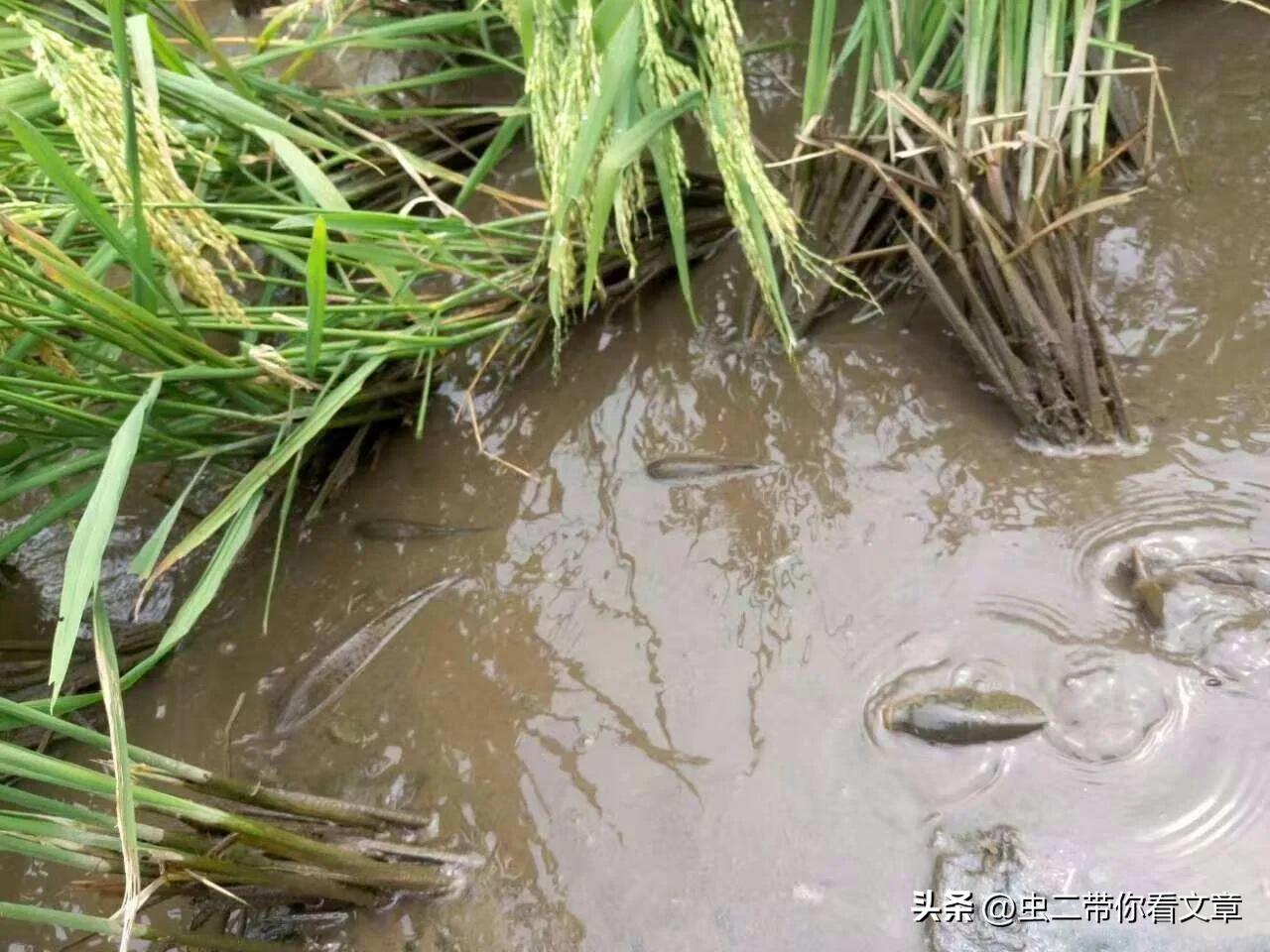 农村专业抓黄鳝也能致富,在农村逮鱼黄鳝真的能赚钱