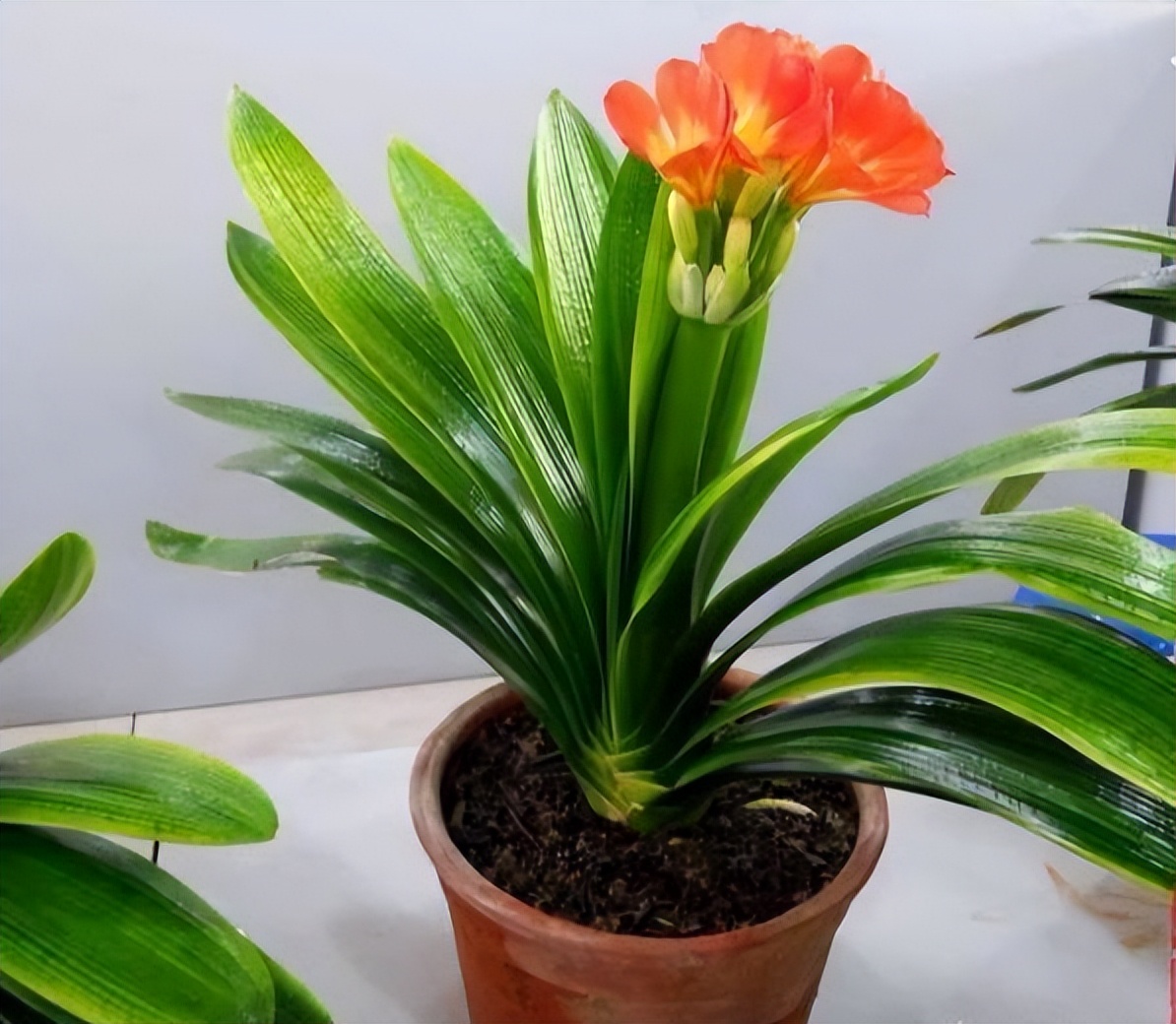 君子兰催花期可以用花多多12号吗,君子兰催花用什么最好养