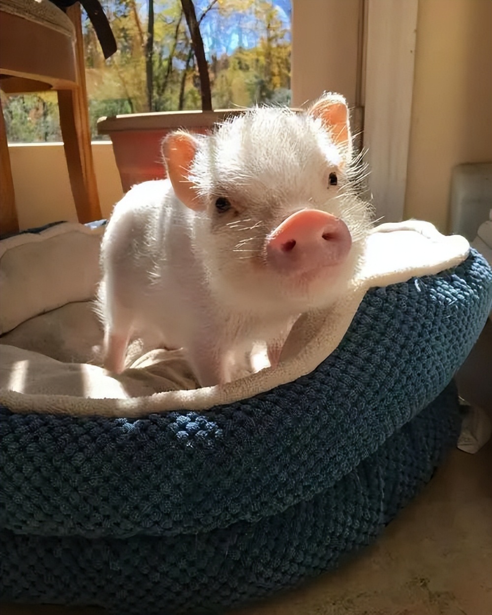 10种奇特的宠物,最有灵性的五种宠物你最想养哪个