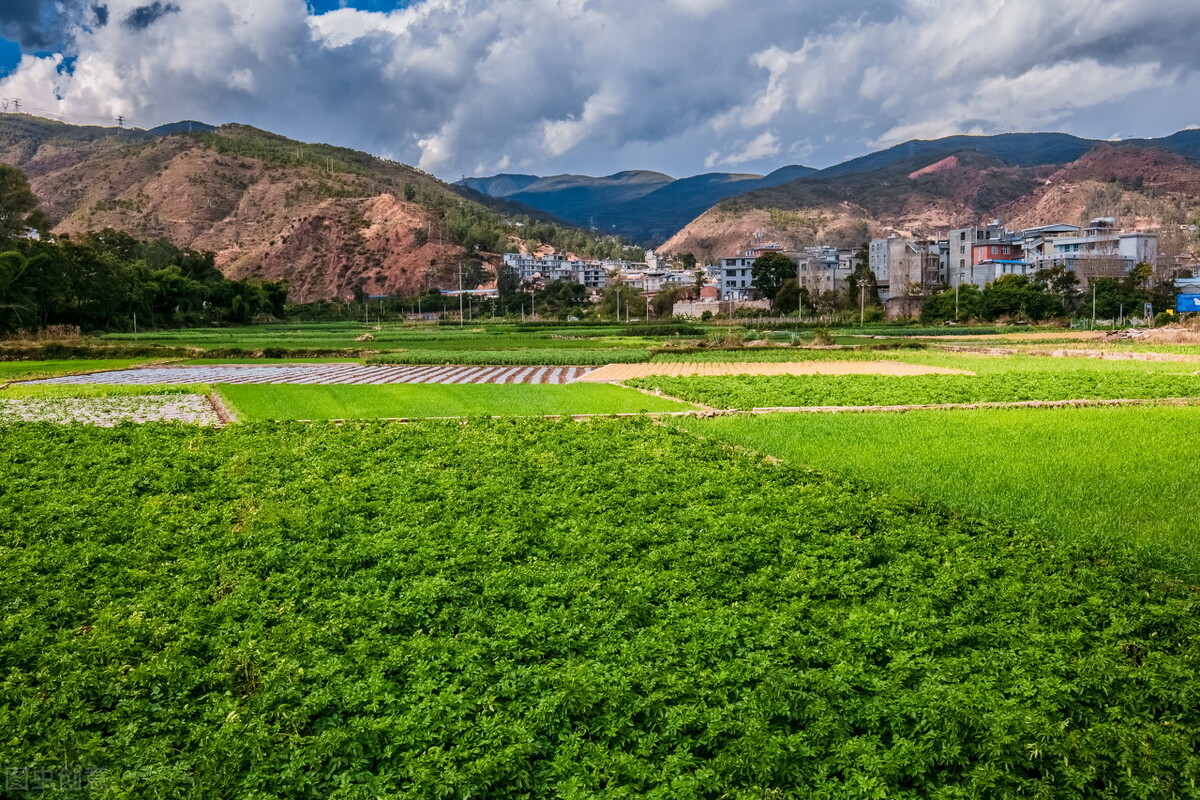 名字很土但很好吃的中国食物,名字不好听但却美味的野菜
