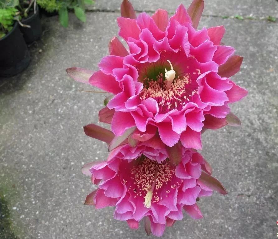 200种·仙人球开花图鉴，大开眼界，美到爆