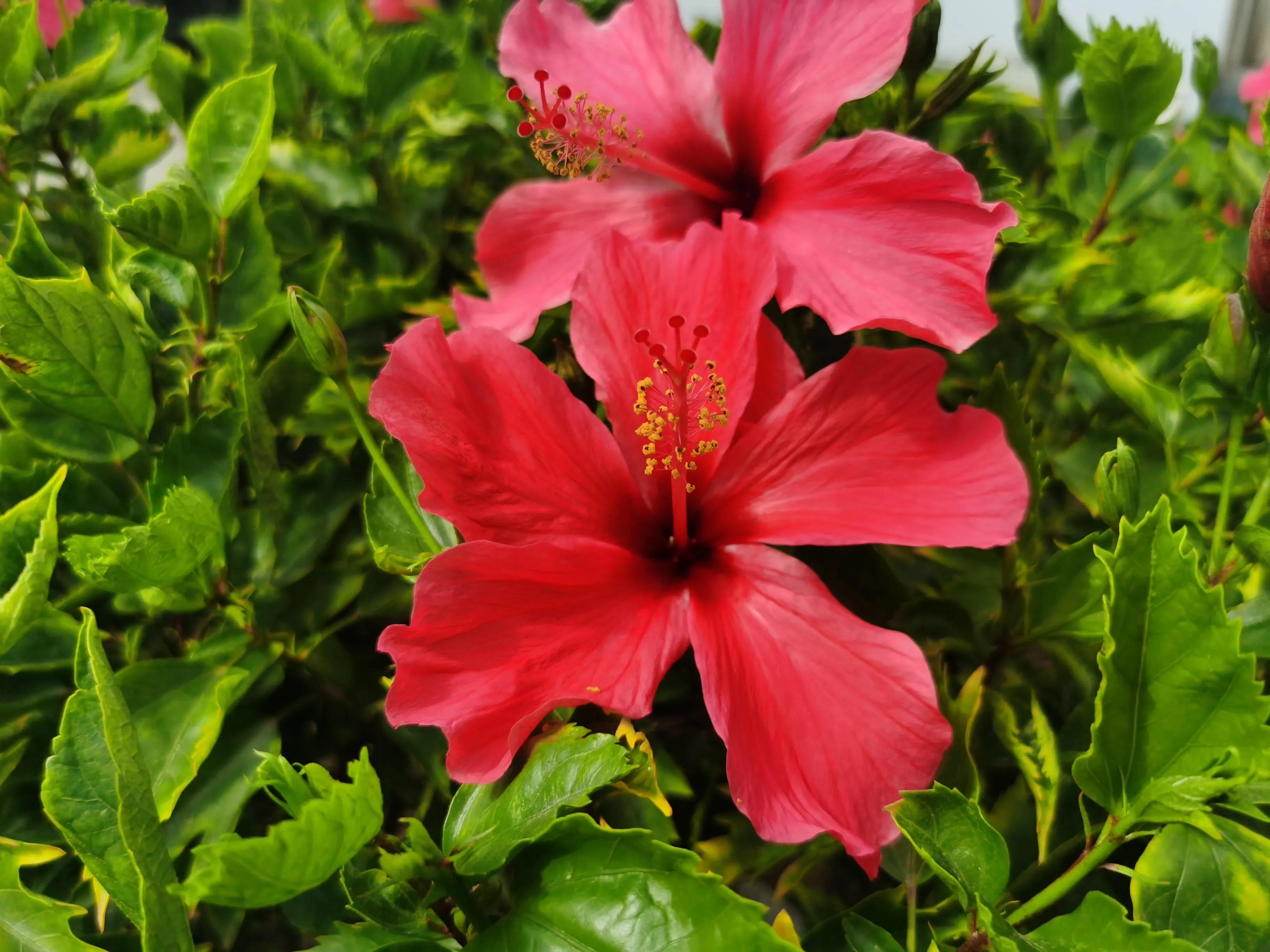 赏花旅游种什么花,春季去公园踏青上百种花让人眼花