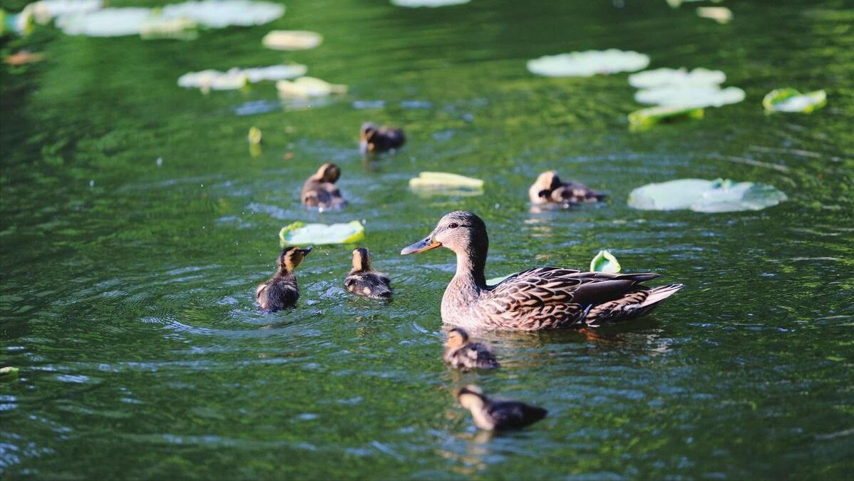 哈工大西交北理工怎么选,北理工武大华科大怎么选