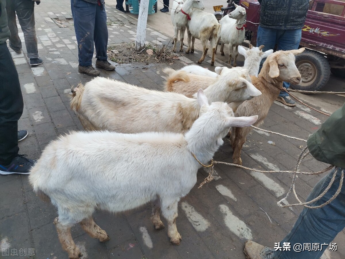 唐都浪子《饥荒年代关中往事》之：烧毛豆