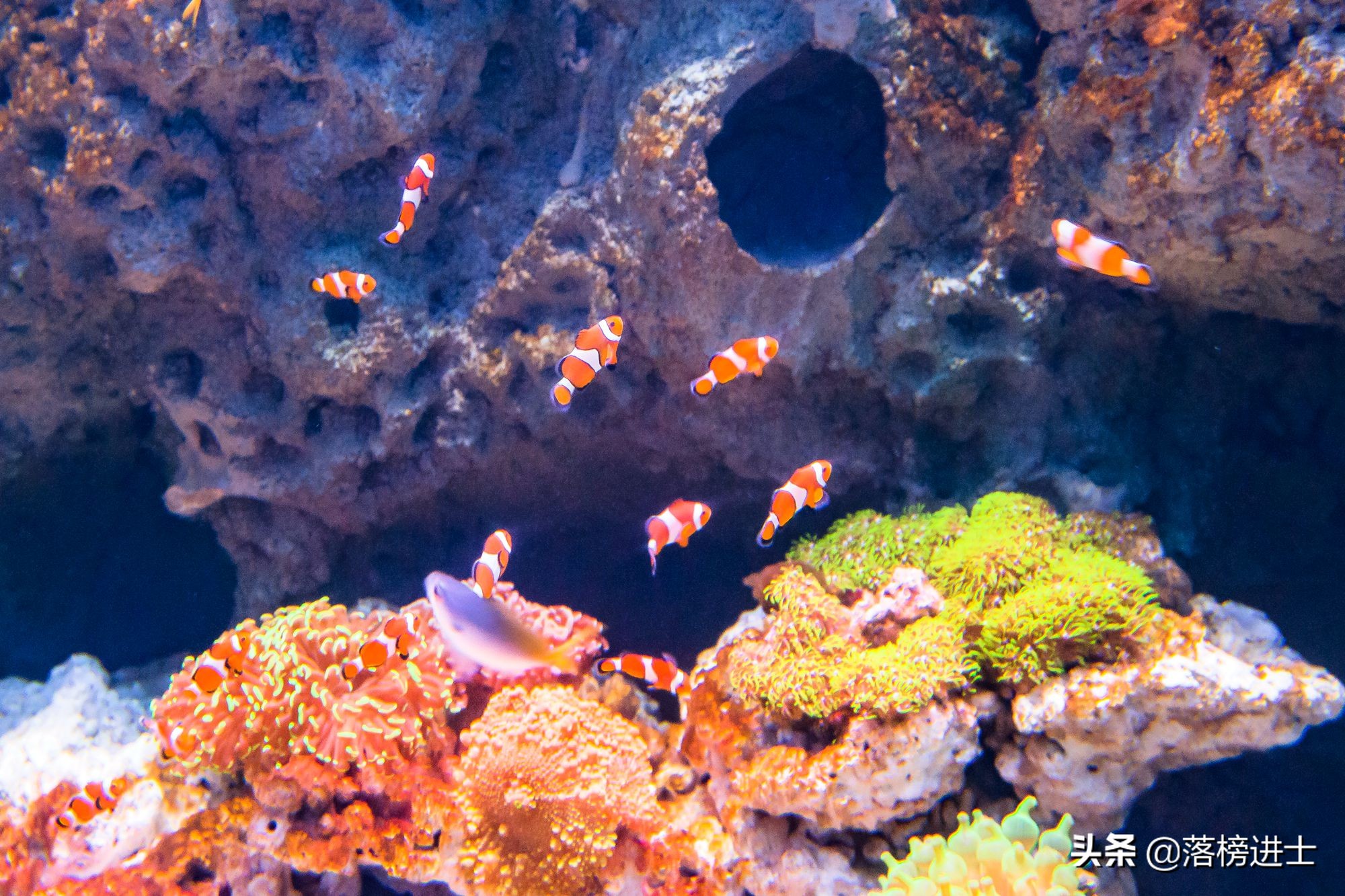 石家庄极地海洋世界从哪个门进,石家庄极地海洋世界内部视频