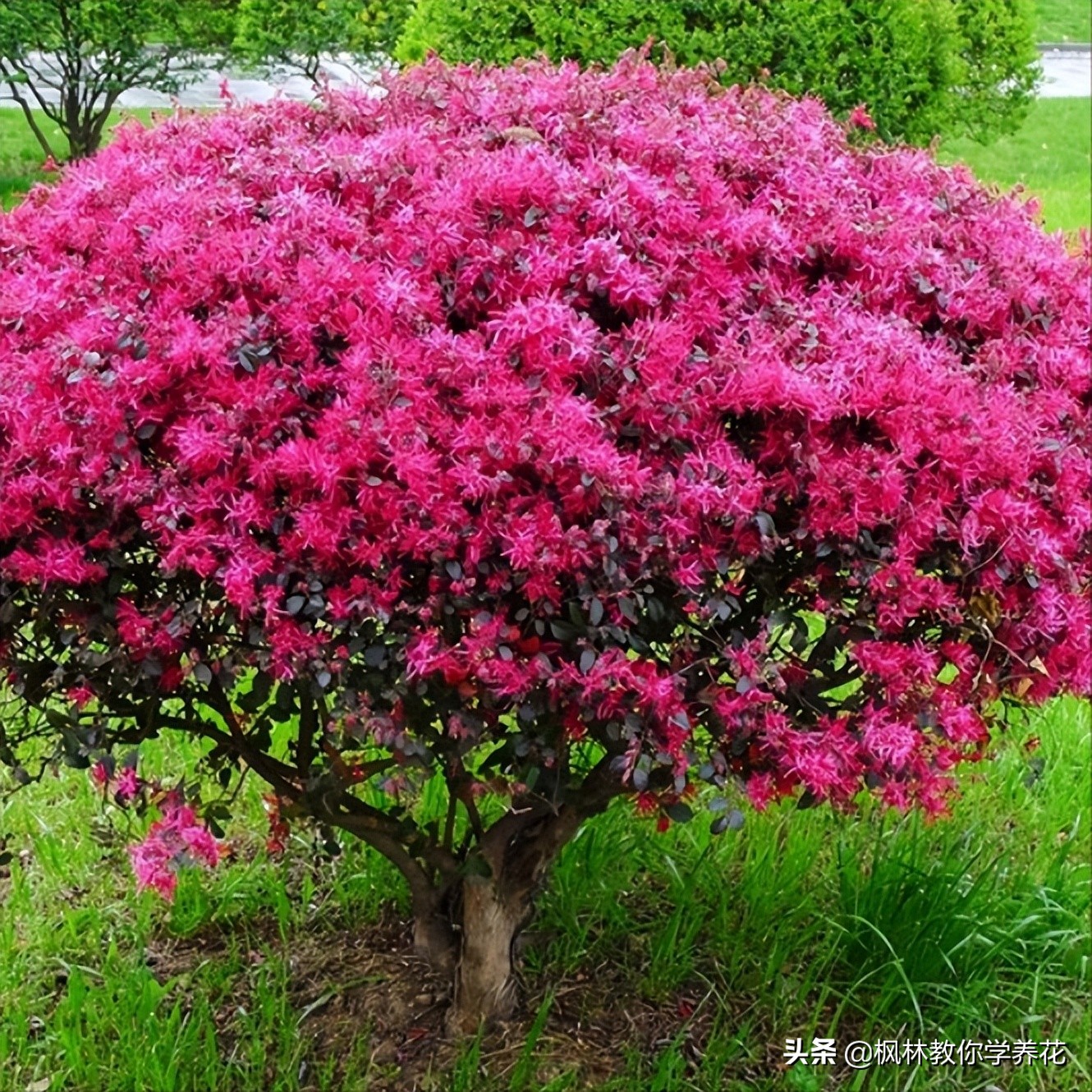 好培养的红叶树,适合室内种植的红叶树