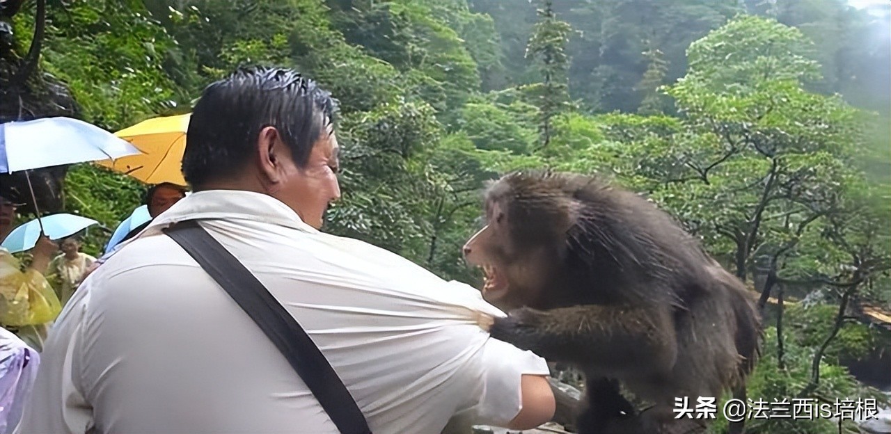 多家药企疯狂囤猴,多家龙头药企疯狂囤猴blog