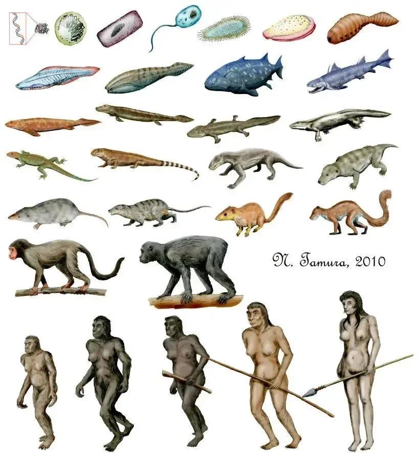 专家推测人类是从鱼进化而来的,科学家怎么证实人类由鱼演变而来