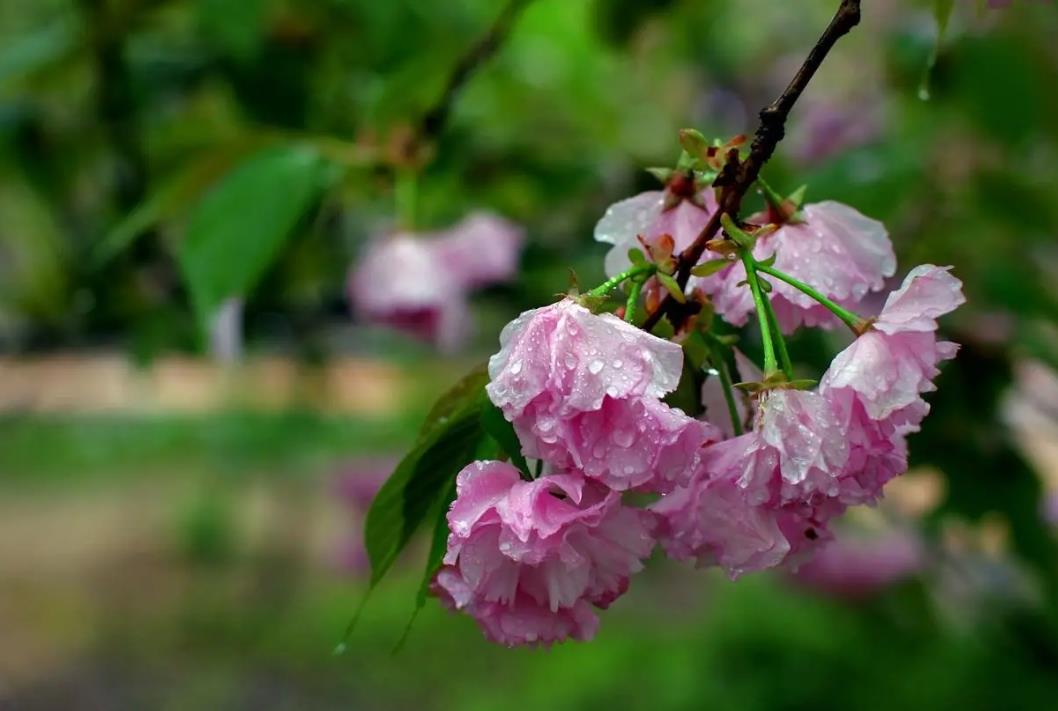 谷雨时间预示着什么,谷雨节气是晴好还是下雨好