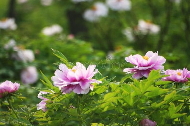 23年的玉值多少钱,绿玉值不值