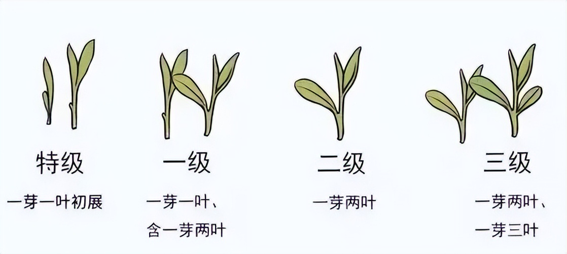 选茶叶怎么选最好喝的茶,清香甘甜的纯天然好茶