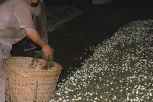 福州茉莉花茶七步制茶工艺,顶级茉莉花茶制作