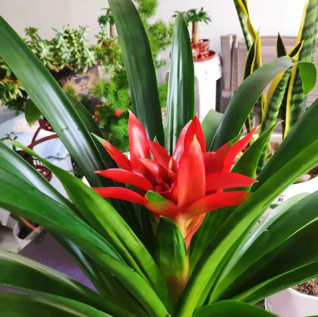 4种贵气花越养越旺家,家养3种富贵花福气好运挡不住