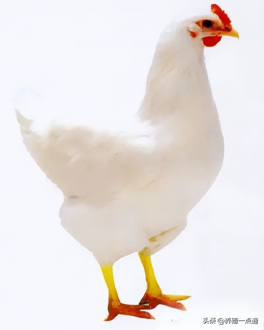 蛋鸡饲料现状如何分析呢,养蛋鸡饲料涨价