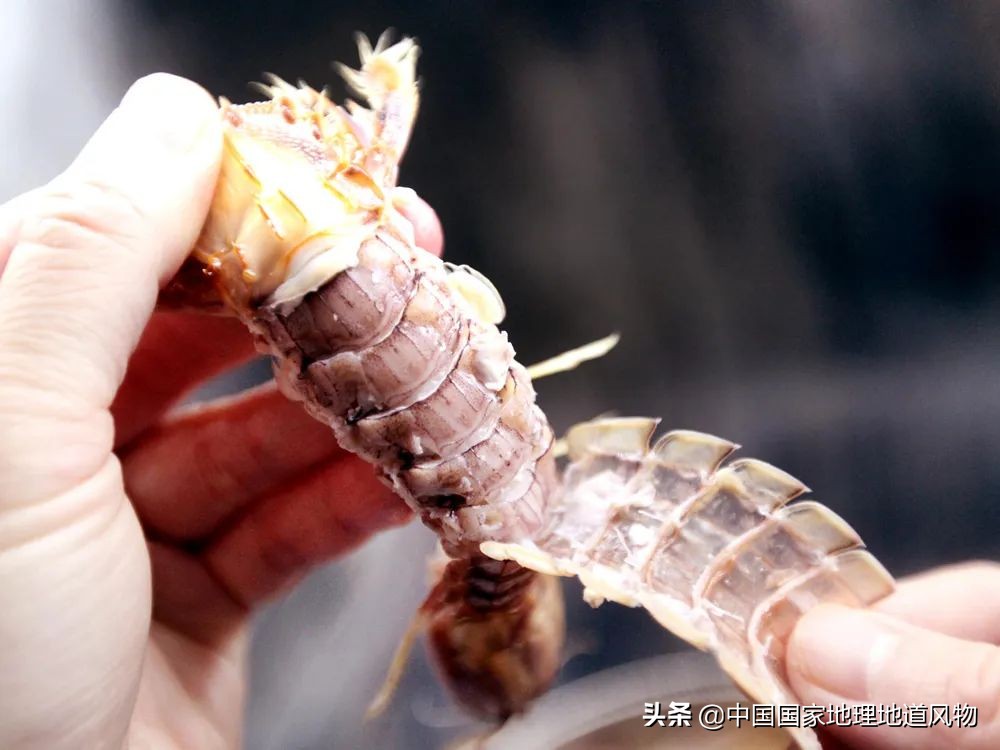 中国哪里可以吃超大皮皮虾,中国吃皮皮虾最好的地方