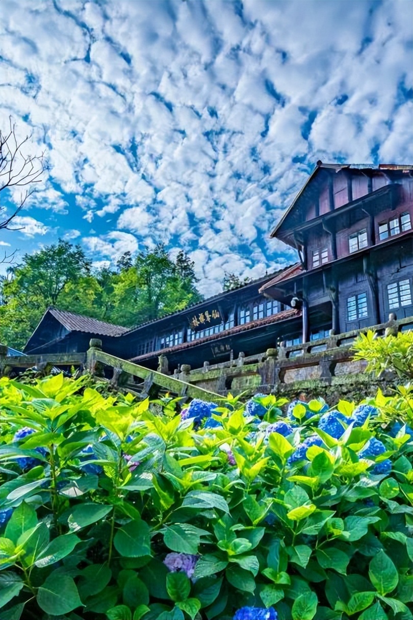 不上峨眉山自驾一日游最佳攻略,峨眉山全程不用步行攻略