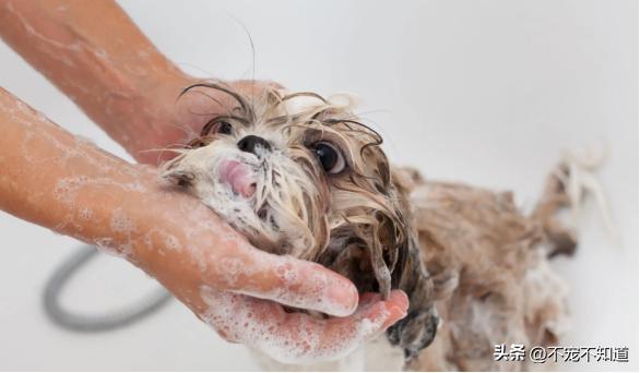 狗狗刚洗完澡还是有体味怎么办,狗狗洗完澡也很臭怎么回事