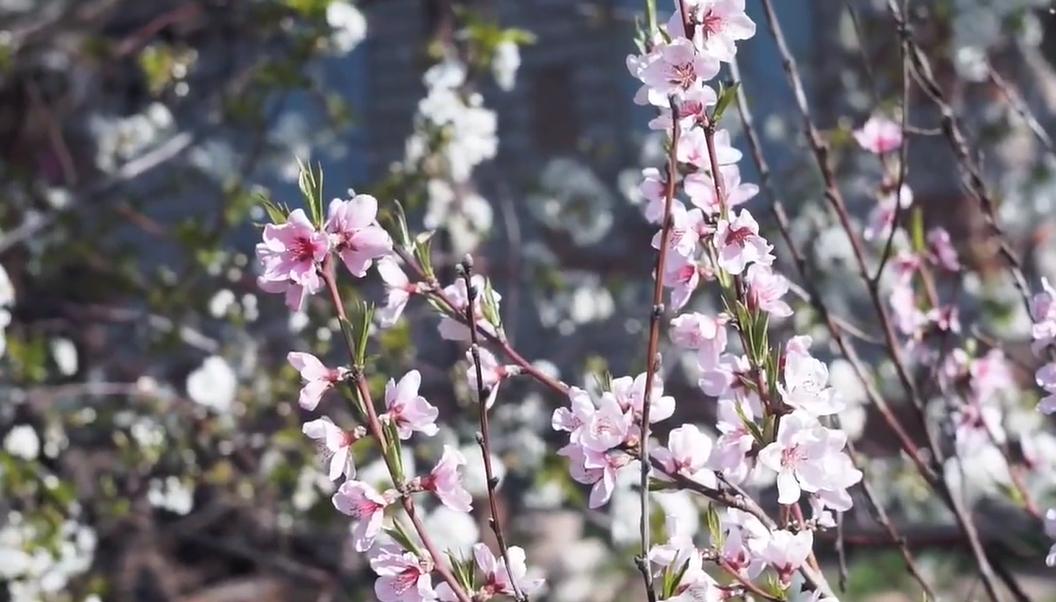 郑州踏青赏花全攻略,郑州最适合踏青赏花的地方