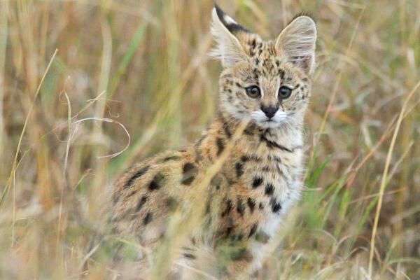 野生保护动物领养,野生小动物领养