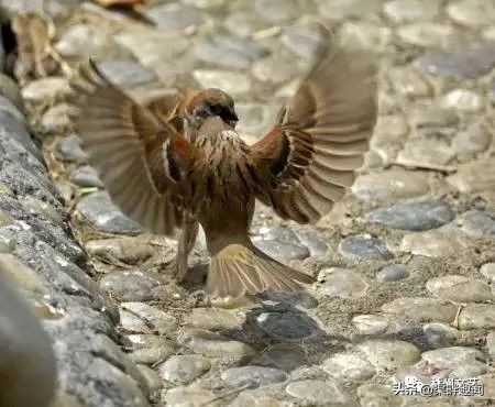 赵长生完整版免费阅读,赵长生短视频