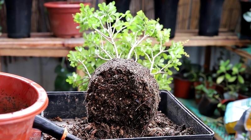 米兰花怎么养护才能开得更好,米兰花四季常绿吗