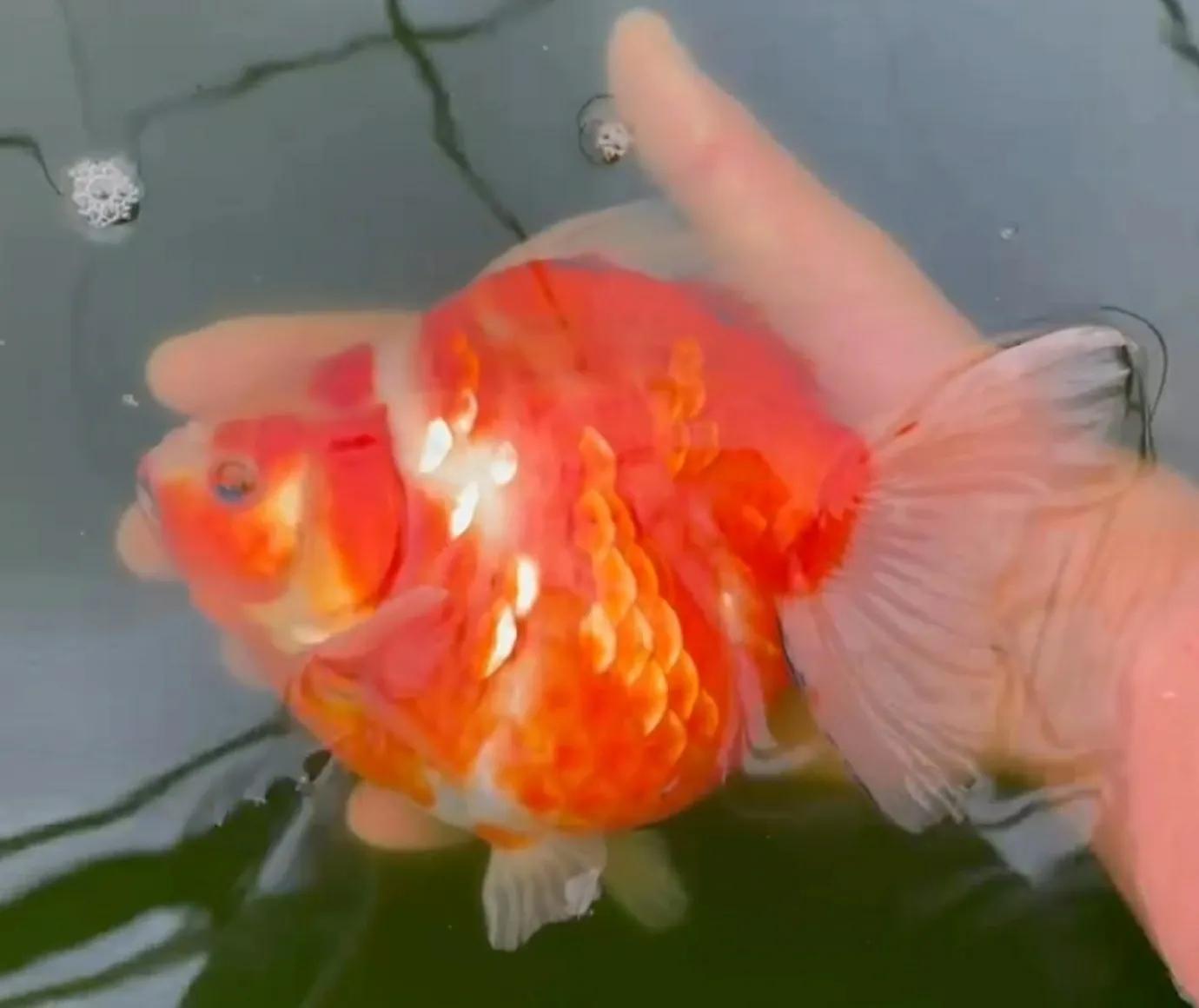 网上买鱼注意事项,网上买鱼需要什么手续