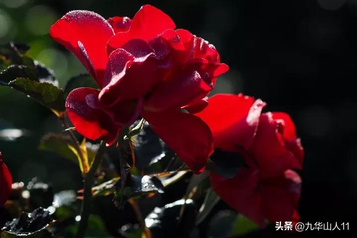 大花胖美人月季有几个品种,适合阳台养的大花月季品种