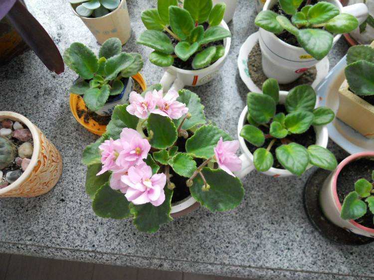 16种喜阴蔬菜,16种适合夏天养的花