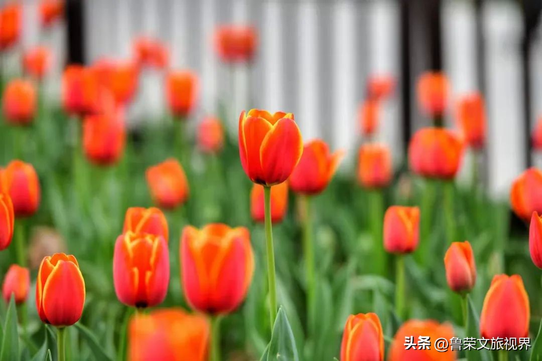 西安坐地铁旅游全攻略,西安半日游地铁