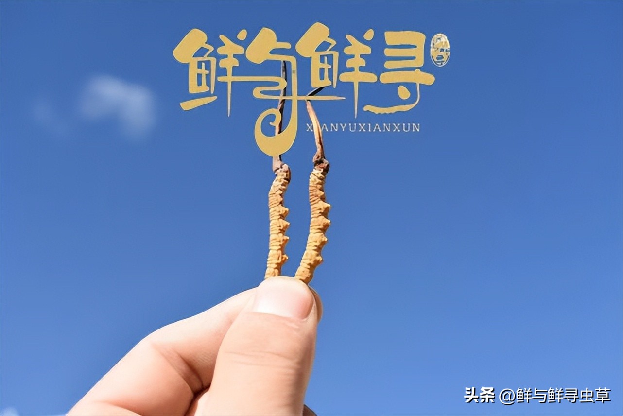 正宗冬虫夏草多少钱1斤啊,鲜冬虫夏草的价格是多少