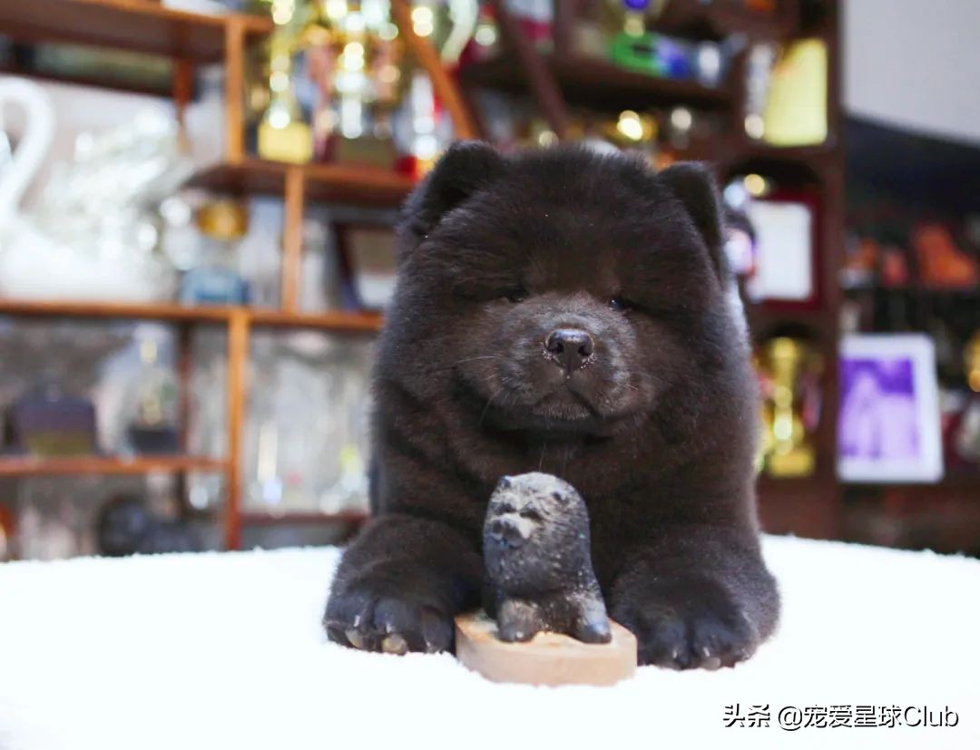 猛犬松狮犬图片,松狮犬是大型犬还是小型犬