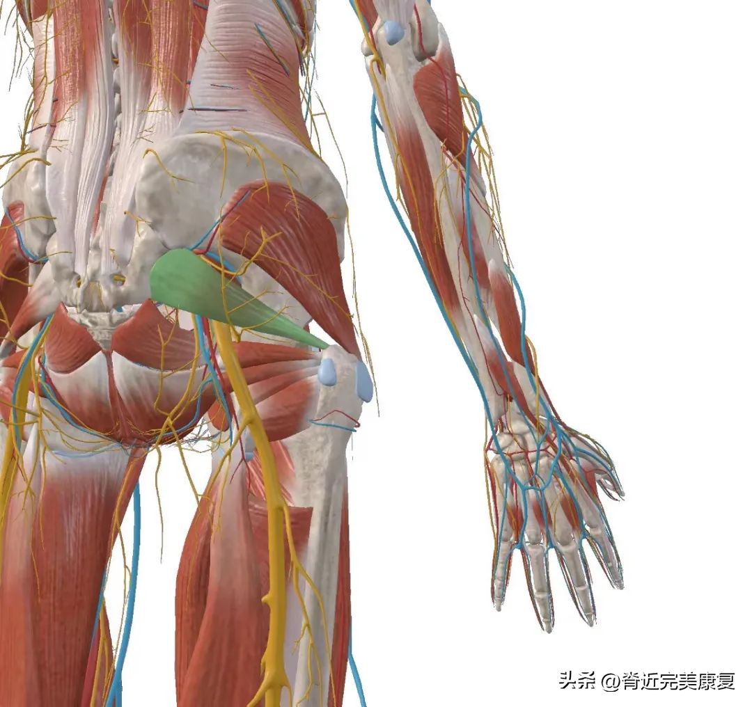 “阳康”后仍感觉疲劳、爬楼气喘？下肢发麻，警惕梨状肌综合征