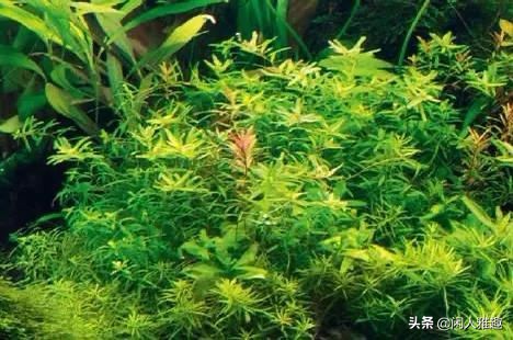 1.8米长水陆缸与草缸结合,组合式草缸