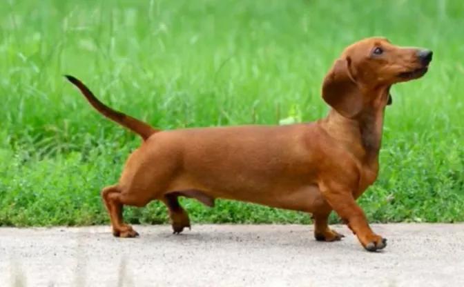 汪汪队立大功狗狗都是什么品种,汪汪队中的11个狗狗品种