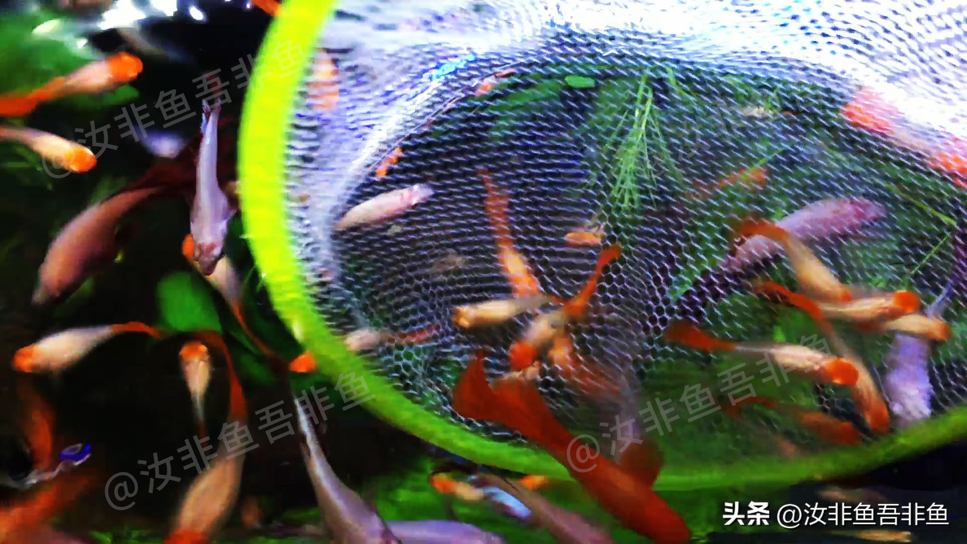 孔雀鱼怎么和泰国斗鱼混养,孔雀鱼和泰国斗鱼一起养吗