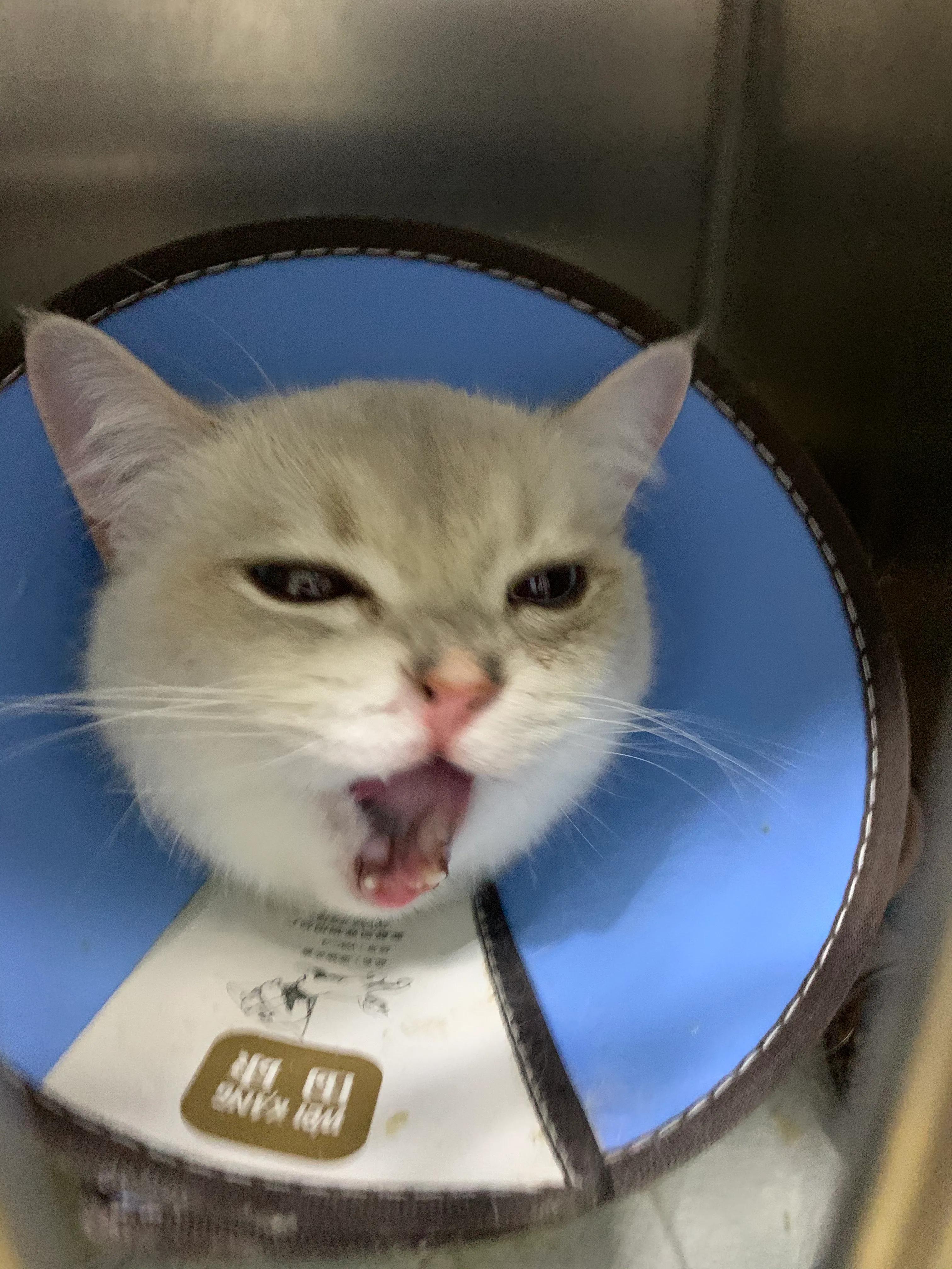 探视我家的小宠——点点