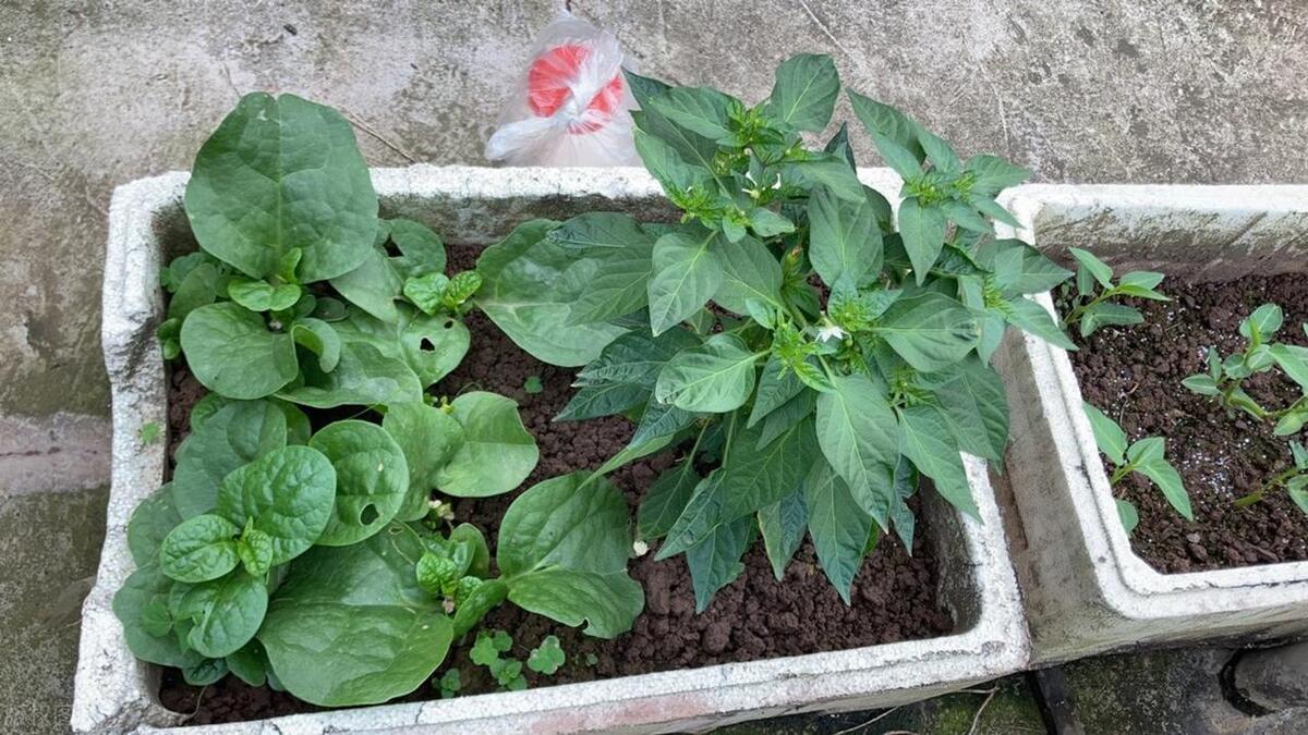 泡沫箱种的菜能吃吗？泡沫箱还能种菜吗？有哪些注意事项？