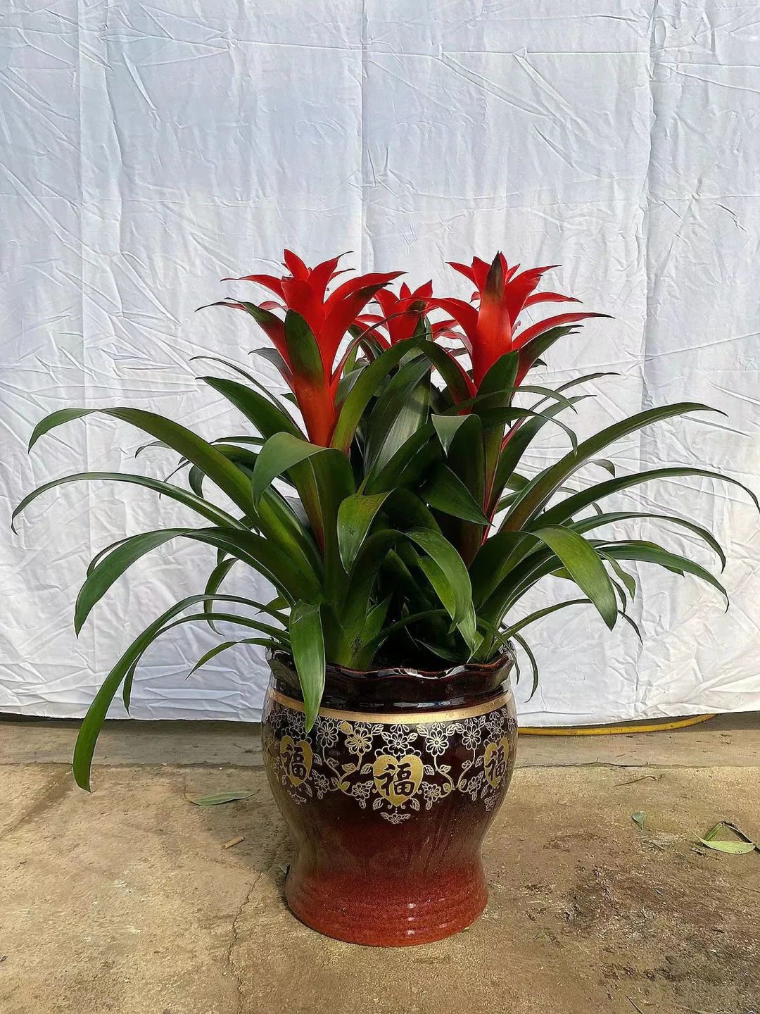 十二生肖绿植招财篇,漂亮吉祥招财进宝的花草植物图片